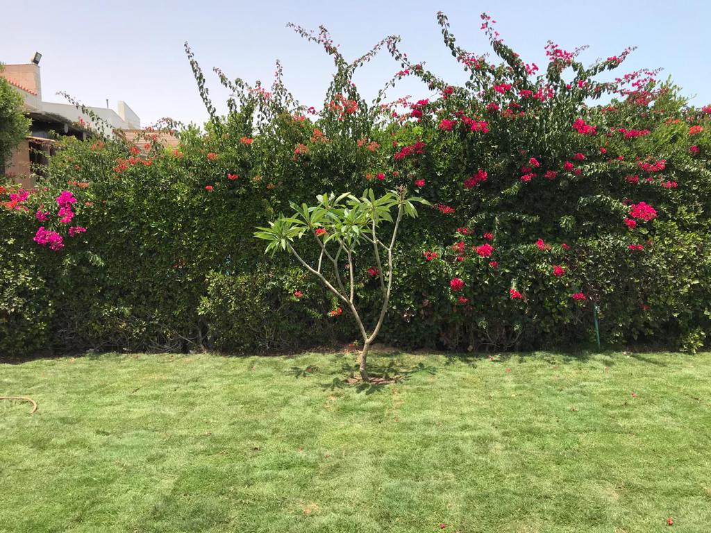 صورة إضافية للعقار